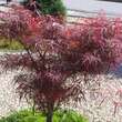 Acer palmatum 'Red Pygmy': Bild 4/4