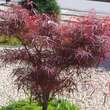 Acer palmatum 'Red Pygmy': Bild 4/4