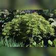 Acer japonicum 'Green Cascade': Bild 4/4