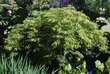 Acer japonicum 'Green Cascade': Bild 4/4