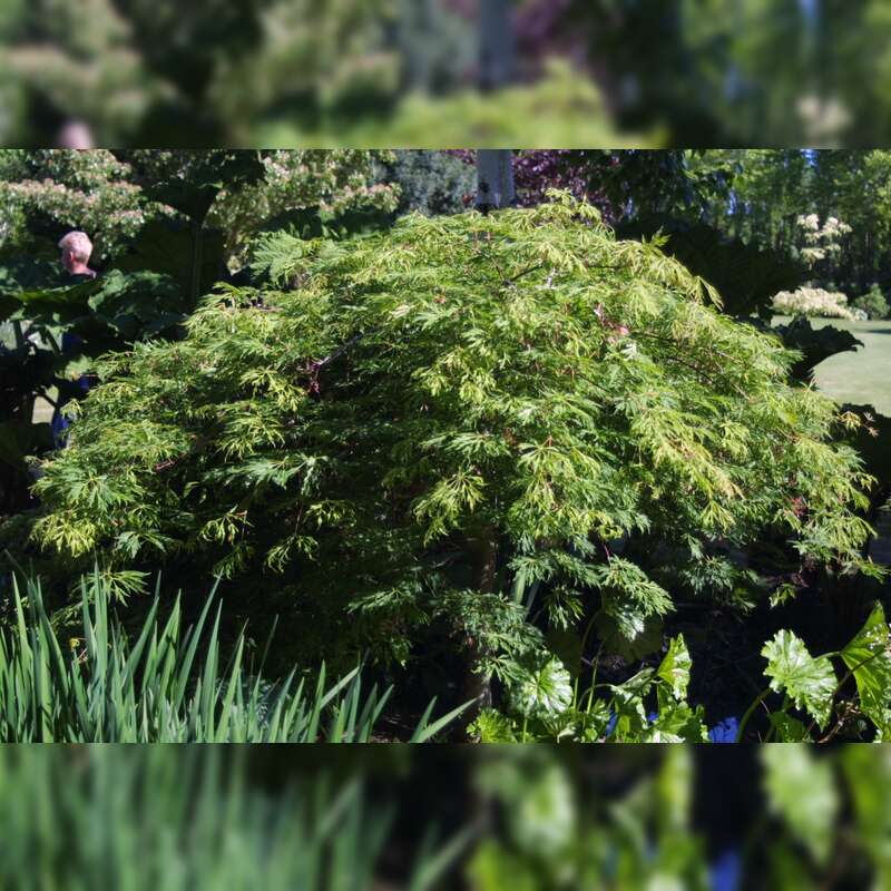 Acer japonicum grüne Kaskade