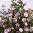 Hibiscus syriacus 'Lavender Chiffon': Bild 3/3