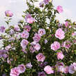 Hibiscus syriacus 'Lavender Chiffon': Bild 3/3