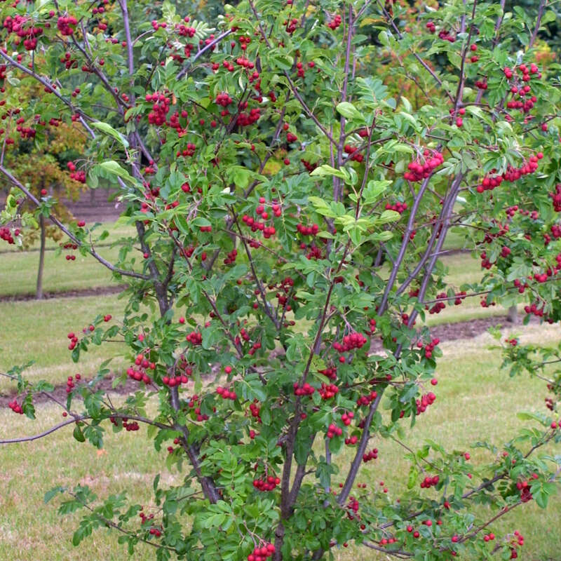 Frucht Eberesche Sorbus Titan Weiss
