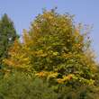 Cladrastis kentukea: Bild 5/6