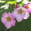 Rubus odoratus: Bild 3/5
