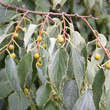 Celtis australis: Bild 3/6