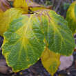 Calycanthus chinensis: Bild 6/7