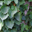 Hedera helix: Bild 7/9