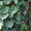 Hedera helix: Bild 7/9