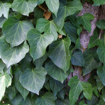 elefantenohr zebrina pflege Kaufen Sie jetzt Zimmerpflanze Elefantenohr Alocasia zebrina
