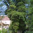Hedera helix: Bild 6/9