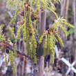 Quercus robur 'Pectinata': Bild 2/7