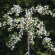 Prunus eminens 'Gloriette': Bild 4/4