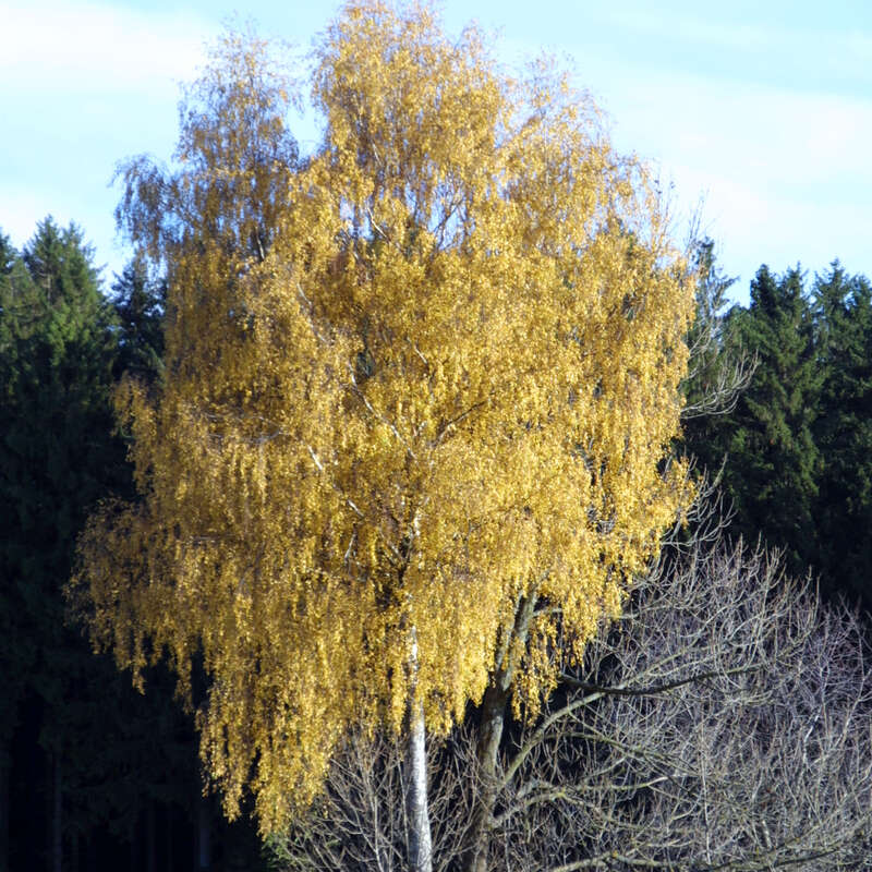 Heimische Weißbirke Betula pendula gelb