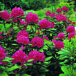 Rhododendron Hybride - rot  PG2: Bild 5/5