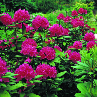 Rhododendron - Rhododendron Hybride - rot PG2 - rot