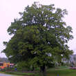 Quercus robur: Bild 7/8