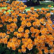 Azalea Großblumig - orange: Bild 3/6