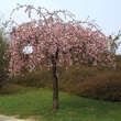 Prunus serrulata 'Kiku-shidare-zakura': Bild 3/3