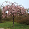 Prunus serrulata 'Kiku-shidare-zakura': Bild 3/3