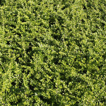 Immergrne Heckenkirsche - Lonicera nitida 'Maigrn' - grn
