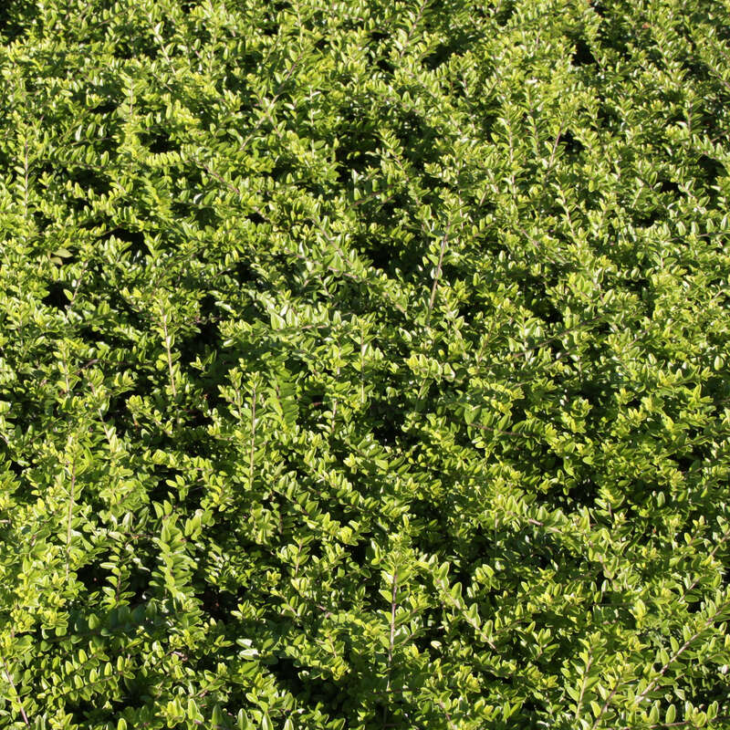 Immergrüne Heckenkirsche Lonicera nitida 'Maigrün'