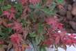 Acer palmatum 'Shin-deshojo': Bild 5/6