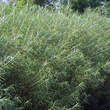 Salix rosmarinifolia: Bild 3/5