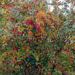 Berberis vulgaris: Bild 6/6
