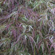 Acer palmatum 'Toyama-nishiki': Bild 3/4