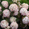 Viburnum plicatum 'Rosace': Bild 3/4