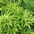 Acer palmatum 'Kamagata': Bild 1/6
