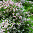 Kolkwitzia amabilis: Bild 8/10