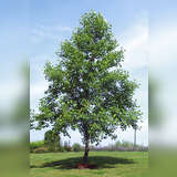 Liriodendron tulipifera - Tulpenbaum