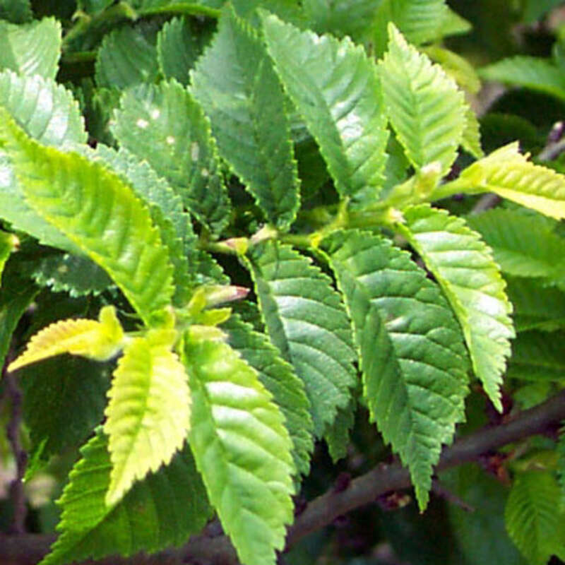 Zwergulme Ulmus minor 'Jacqueline Hillier'