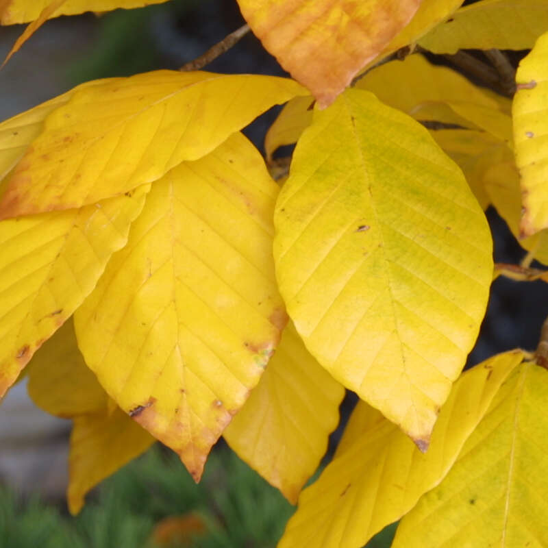 Chinesische Buche - Fagus engleriana - grn