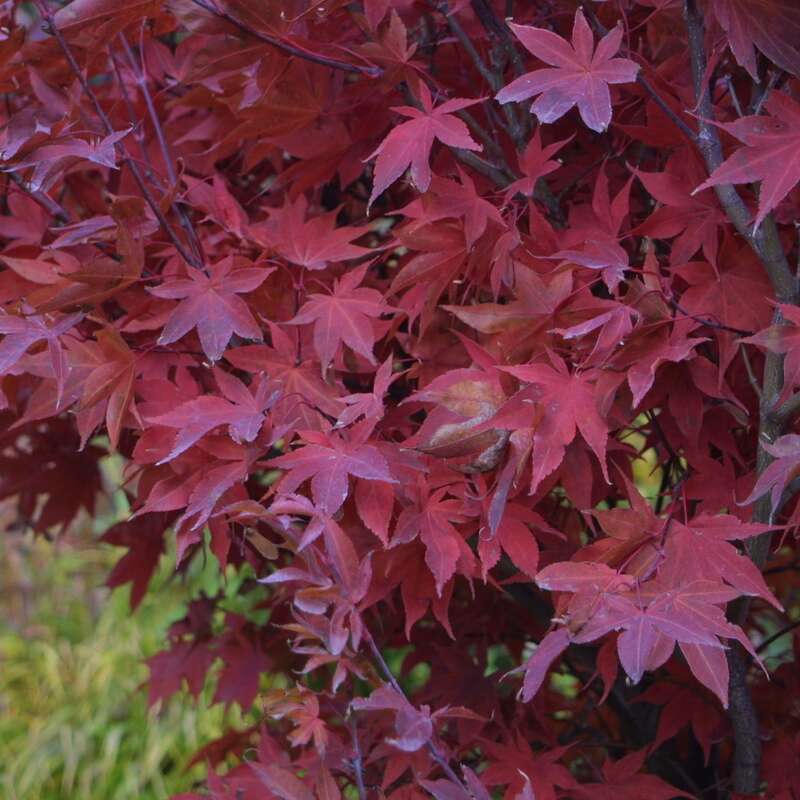 Japanischer Ahorn Acer palmatum 