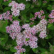 Spiraea japonica 'Nana': Bild 2/3