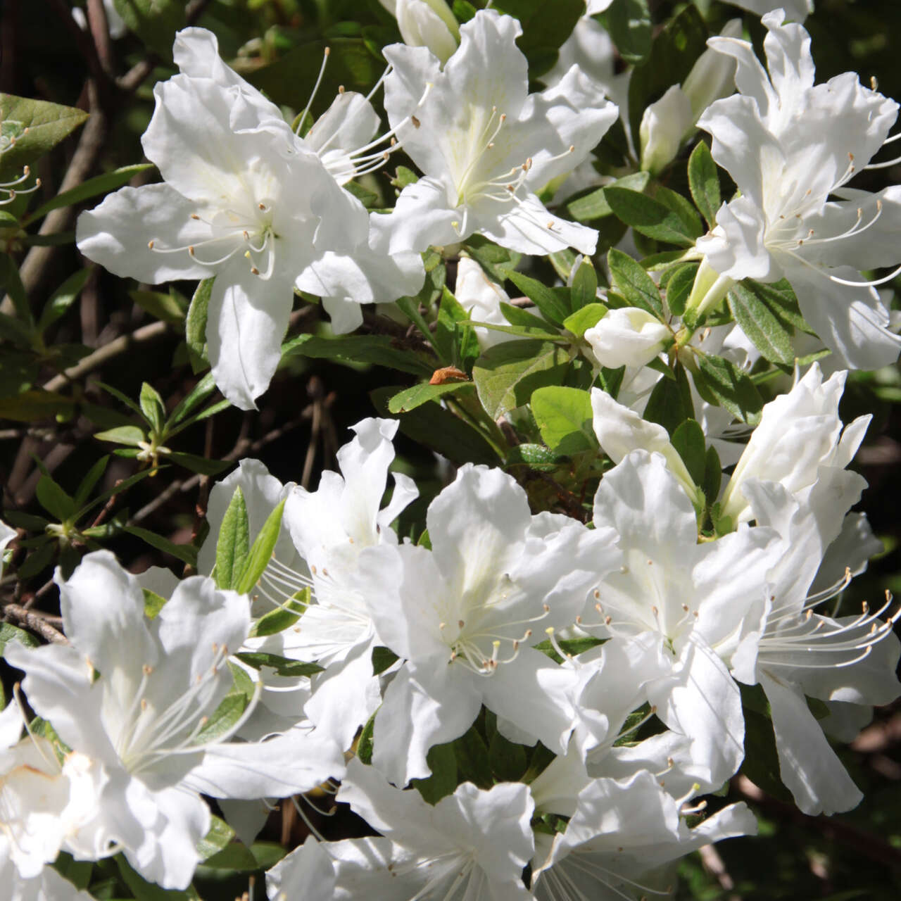 Kleinblumige Azalee - Azalea Japan Hybride - weiß - weiß