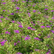 Spiraea japonica 'Goldflame': Bild 4/5