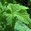 Rubus odoratus: Bild 4/5