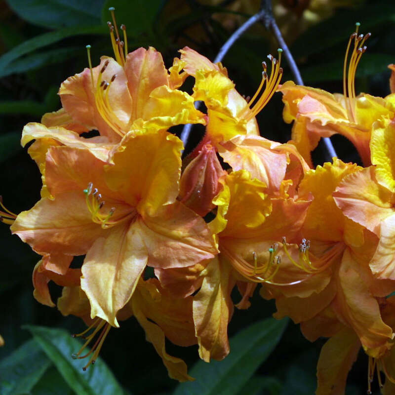 Hohe Gartenazalee Azalea Großblumig orange orange