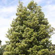 Quercus kewensis: Bild 5/6