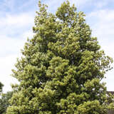 Quercus kewensis - Wintergrüne Eiche