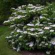 Viburnum plicatum 'Lanarth': Bild 5/7