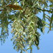 Acer negundo 'Flamingo': Bild 4/5