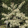 Cornus controversa 'Variegata': Bild 4/5