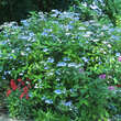 Hydrangea serrata 'Bluebird': Bild 6/6