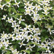 Clematis montana wilsonii: Bild 2/4